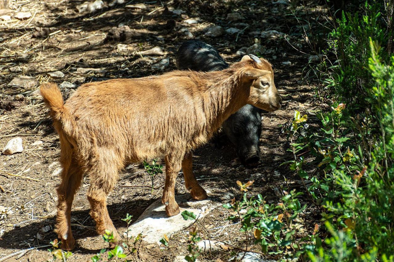Casal Das Fontainhas Alcobaça Εξωτερικό φωτογραφία